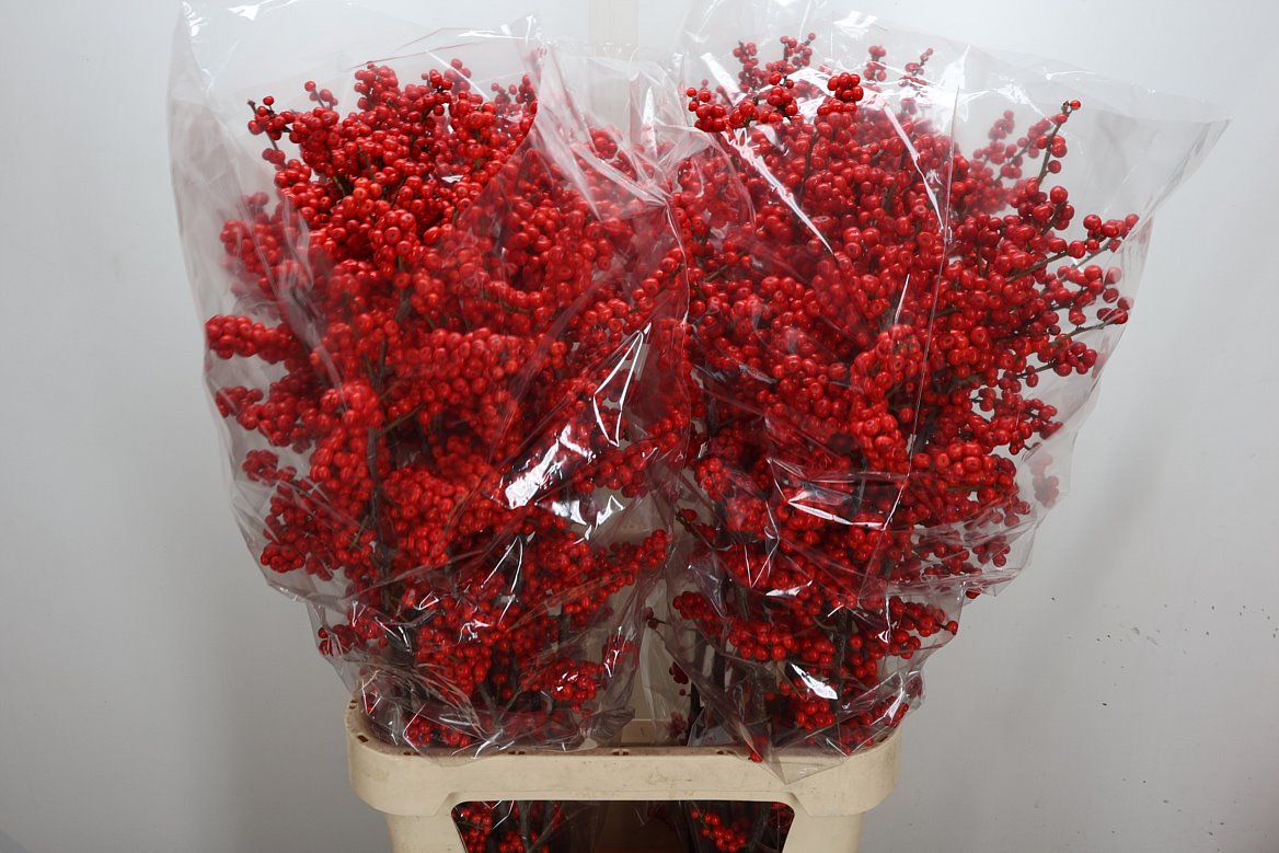 Ilex Verticillata 100cm