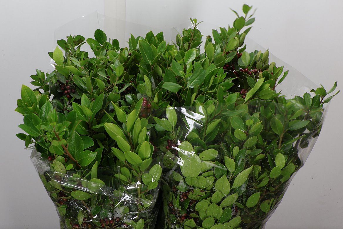 Myrtus Communis Per Bunch 55cm