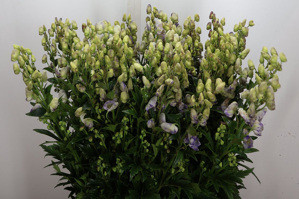 Aconitum Carmichaellii Cloudy 90cm