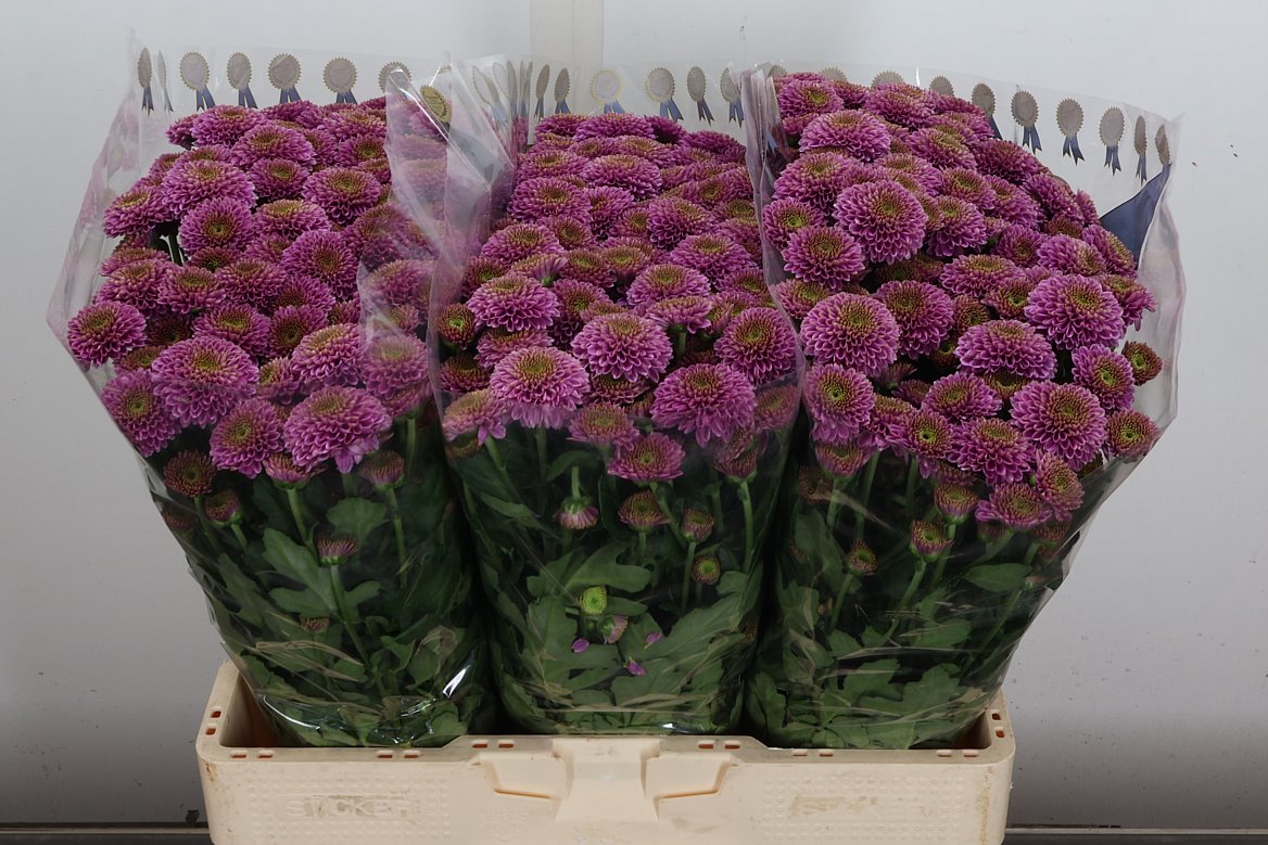 Chrysanth Santini Doria 55cm 52gr.