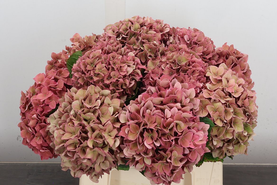 Hydrangea Rodeo Red Classic 40cm 13-15cm Hd
