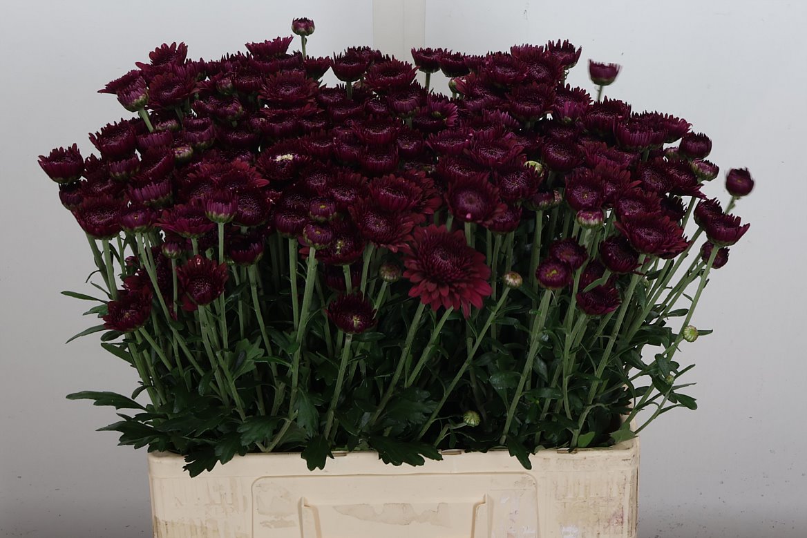Chrysanth Spray Smokey 60cm 50gr.