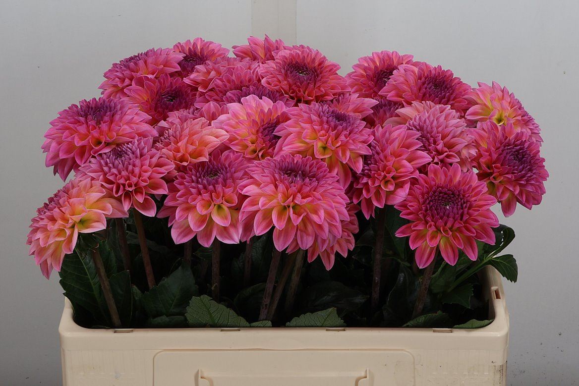 Dahlia Esli 60cm