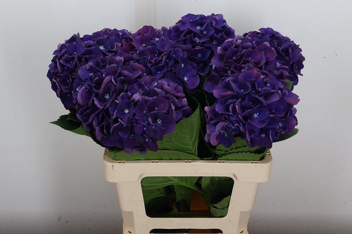 Hydrangea Royal King 60cm 13-15cm Hd