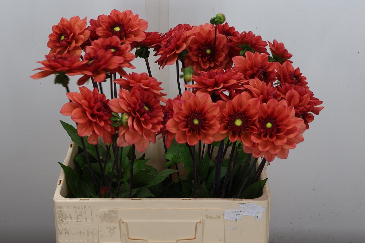 Dahlia Orange Girl 60cm