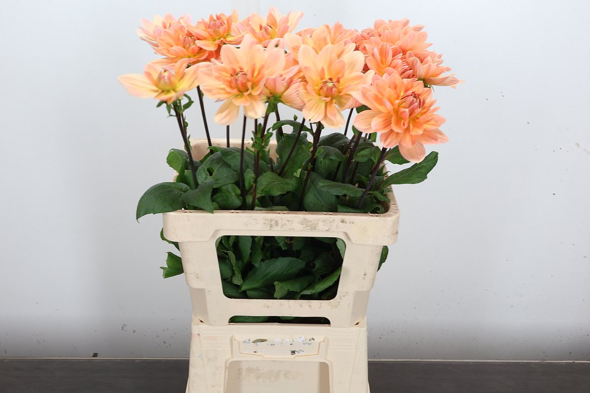 Dahlia Yvonne Geerlings 65cm