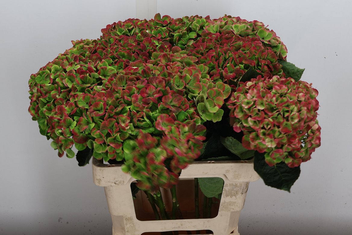 Hydrangea Coral Classic 60cm 15-17cm Hd