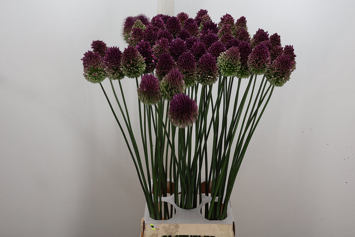 Allium Sphaerocephal 90cm