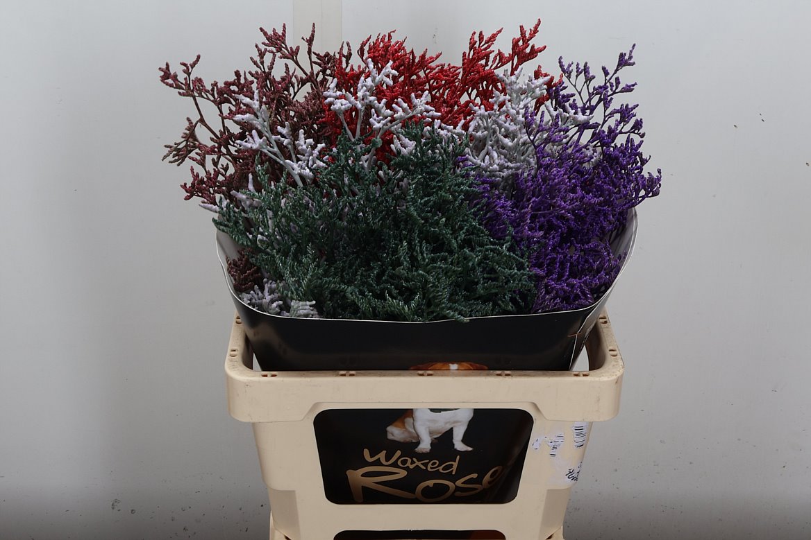 Limonium St Colrb 60cm