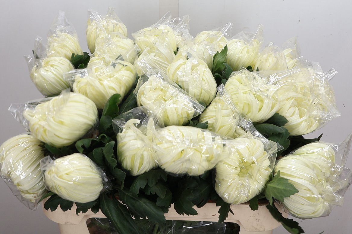 Chrysanth Single Vienna White 80cm 85gr.