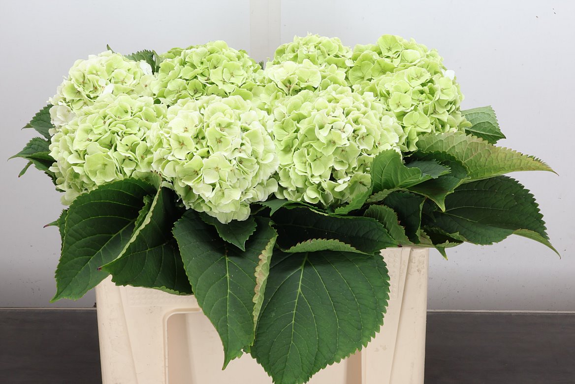 Hydrangea White Verena Classic 50cm 14-16cm Hd