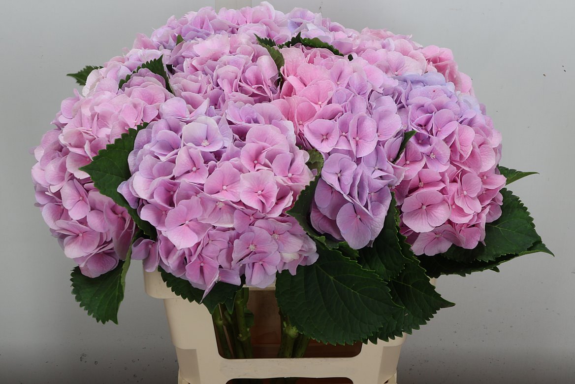 Hydrangea Verena Blue 60cm 19-21cm Hd