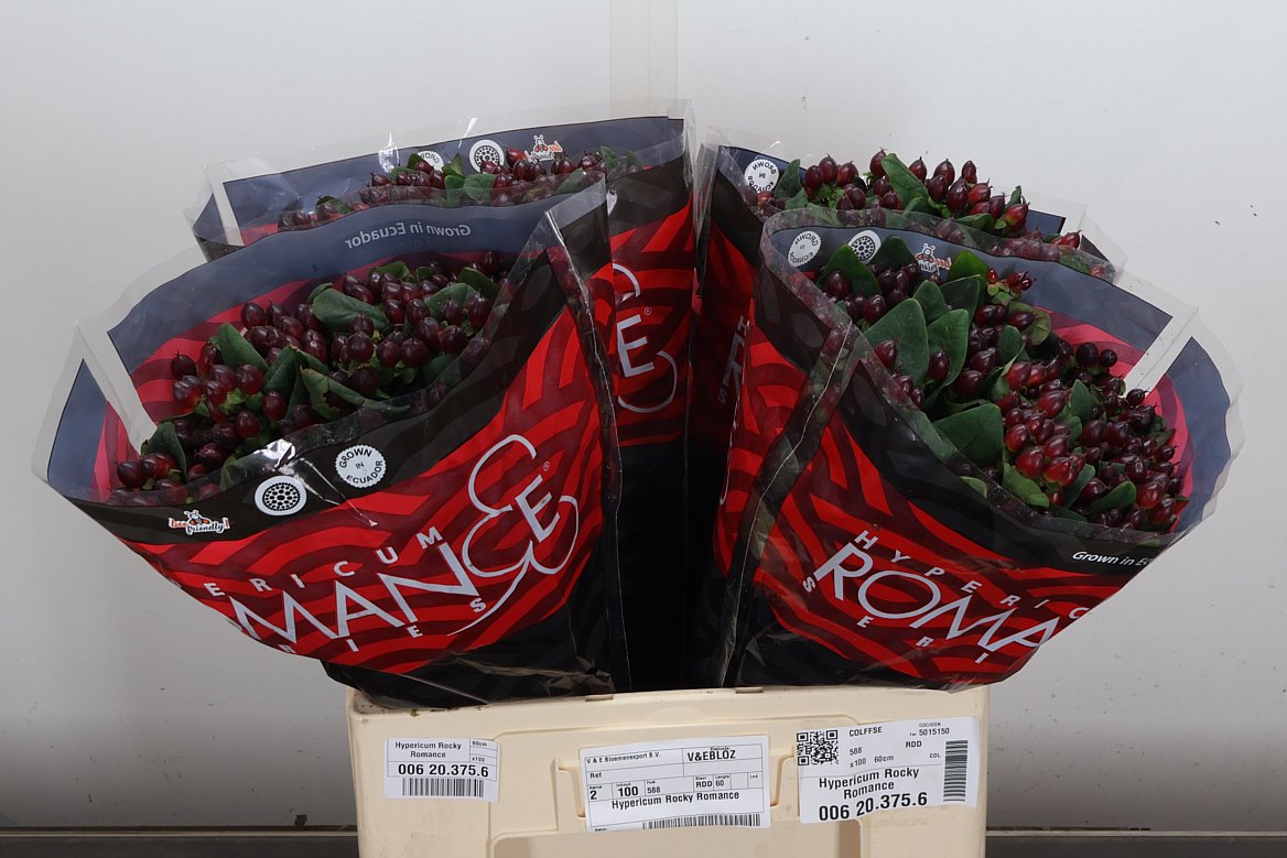 Hypericum Rocky Romance 60cm