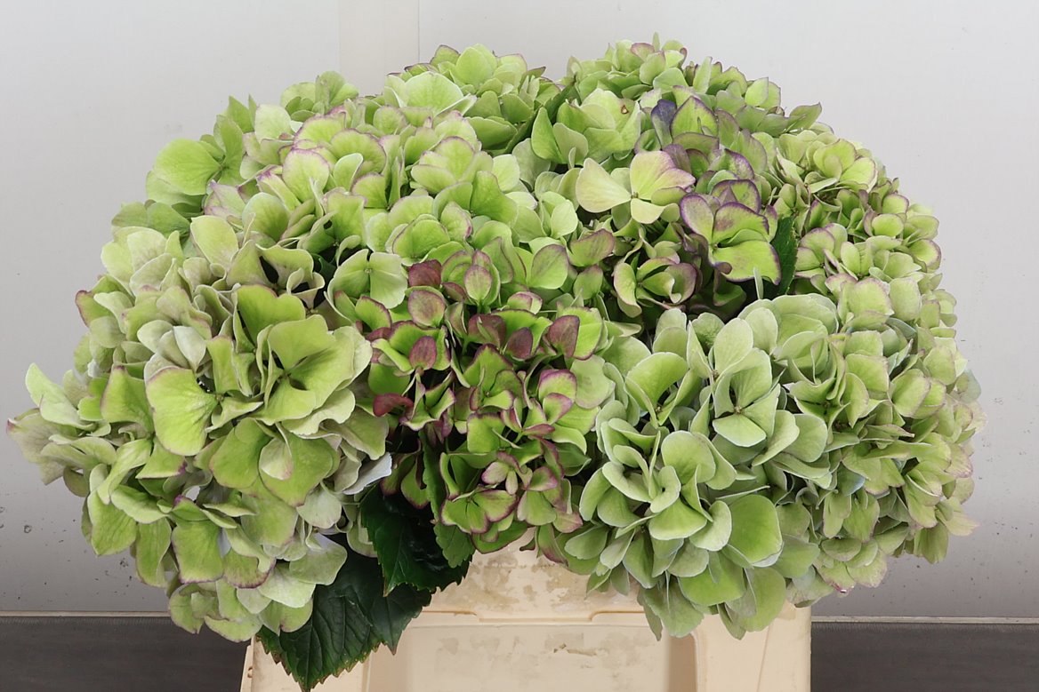 Hydrangea Royal Benefit Classic 40cm 14-16cm Hd