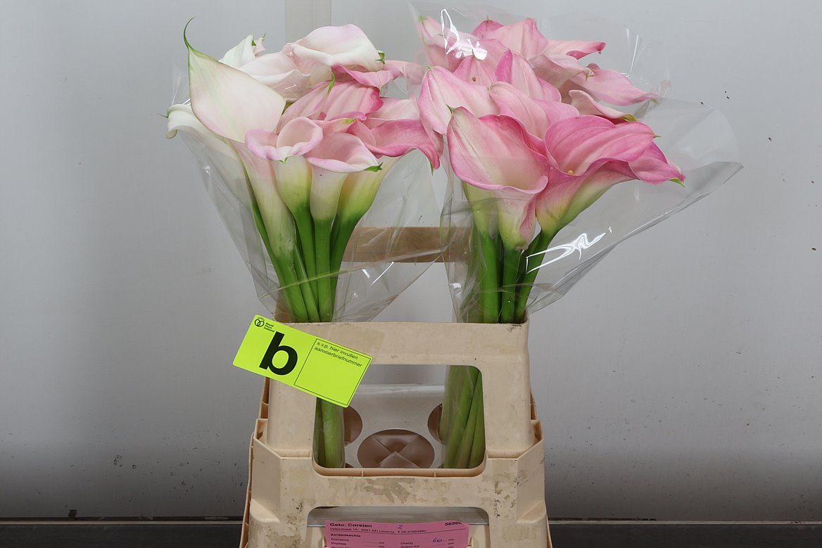 Zantedeschia Captain Alma 60cm