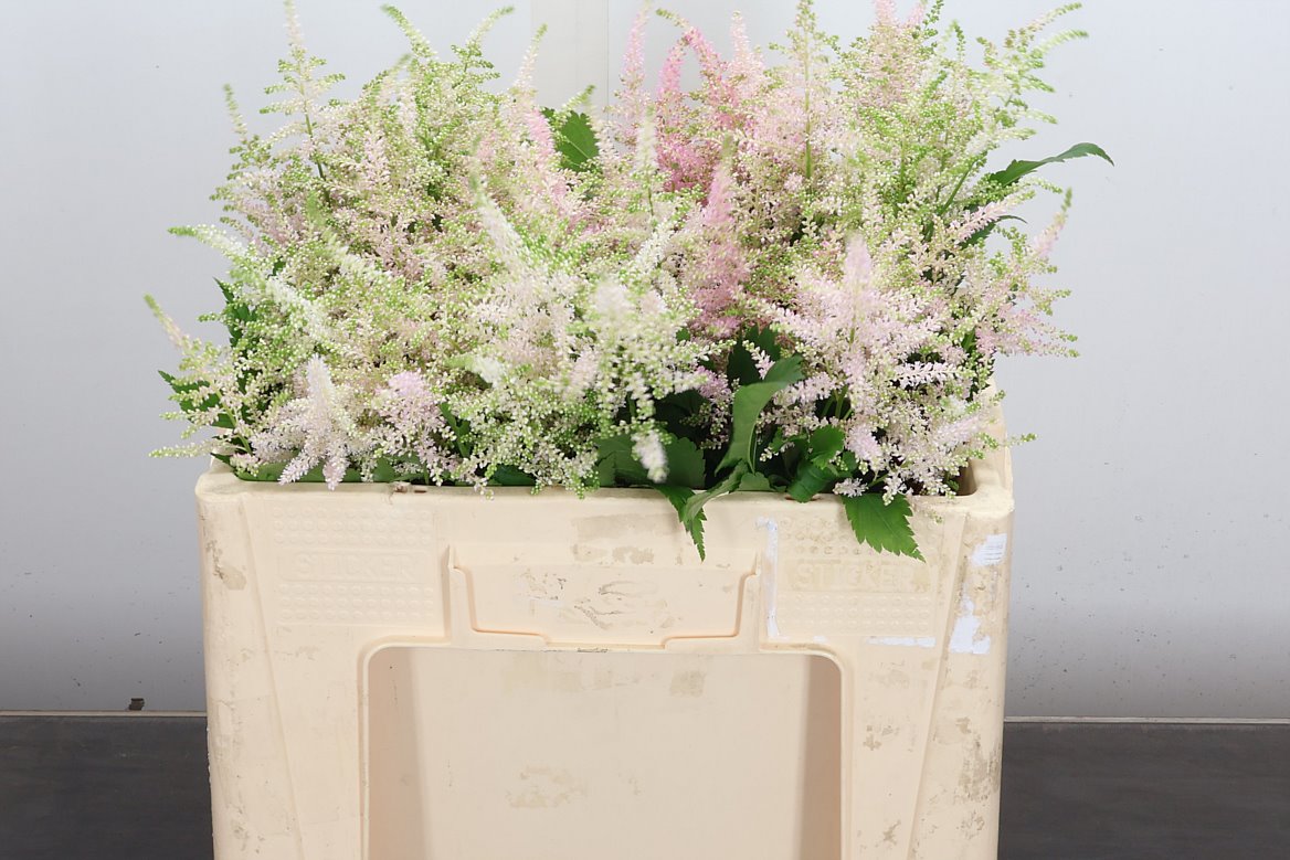 Astilbe Europa 50cm