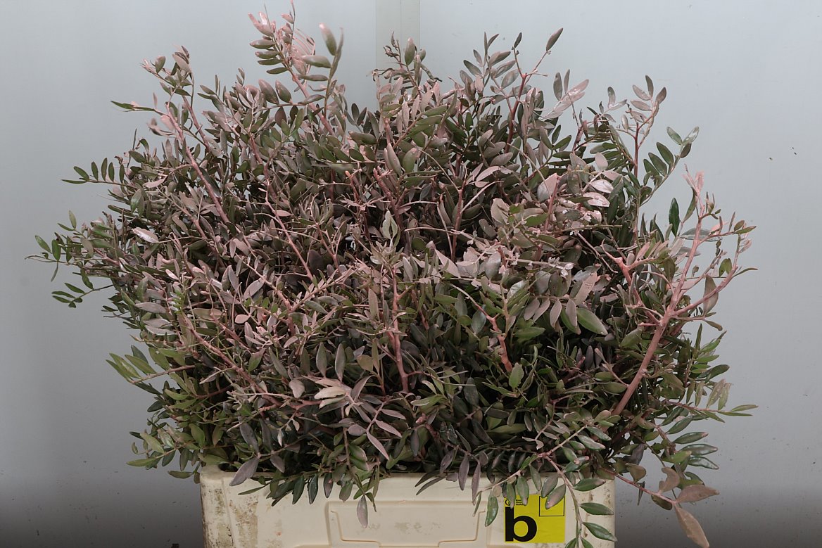 Pista Klb H% 50cm