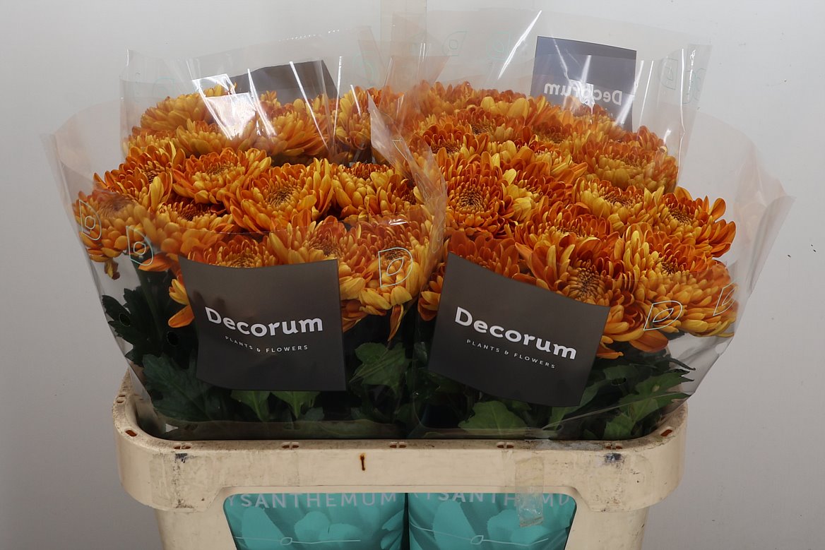 Chrysanth Single Bellavista 70cm 60gr.