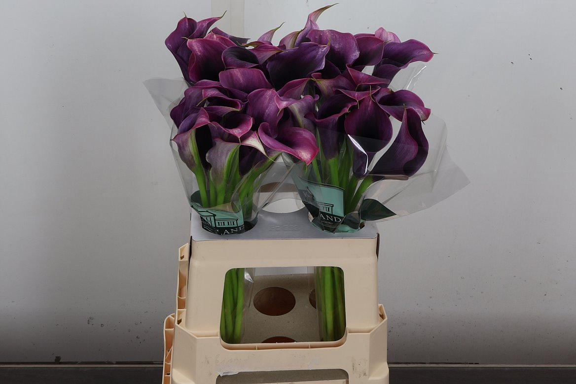 Zantedeschia Akela 60cm