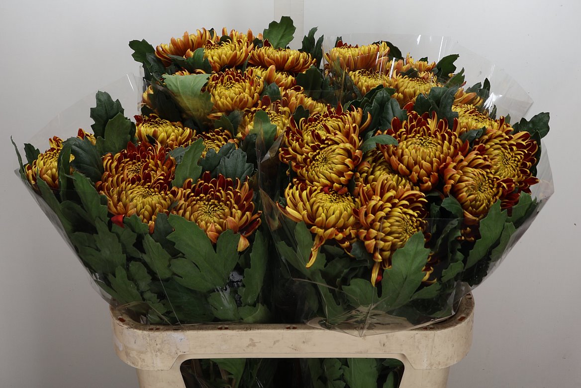 Chrysanth Single Fuego 80cm 70gr.
