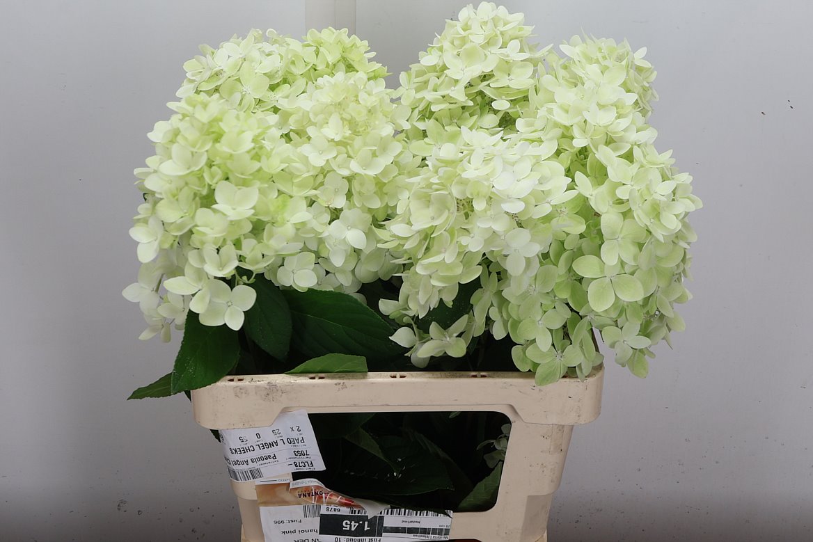 Hydrangea Candle 60cm 14-16cm Hd