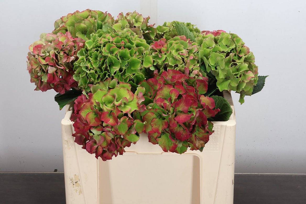 Hydrangea Royal Palace Classic 50cm 14-16cm Hd