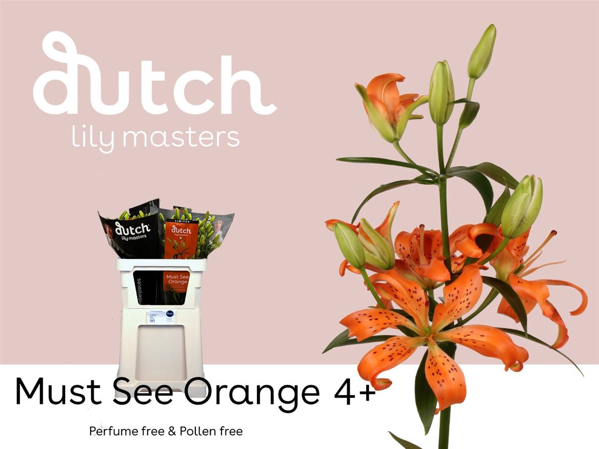 Lily Asiatic Must See 70cm 4+