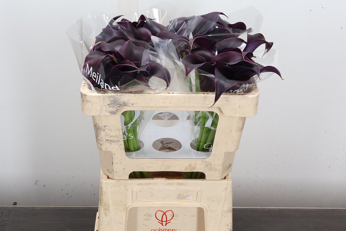 Zantedeschia Rudolph 45cm