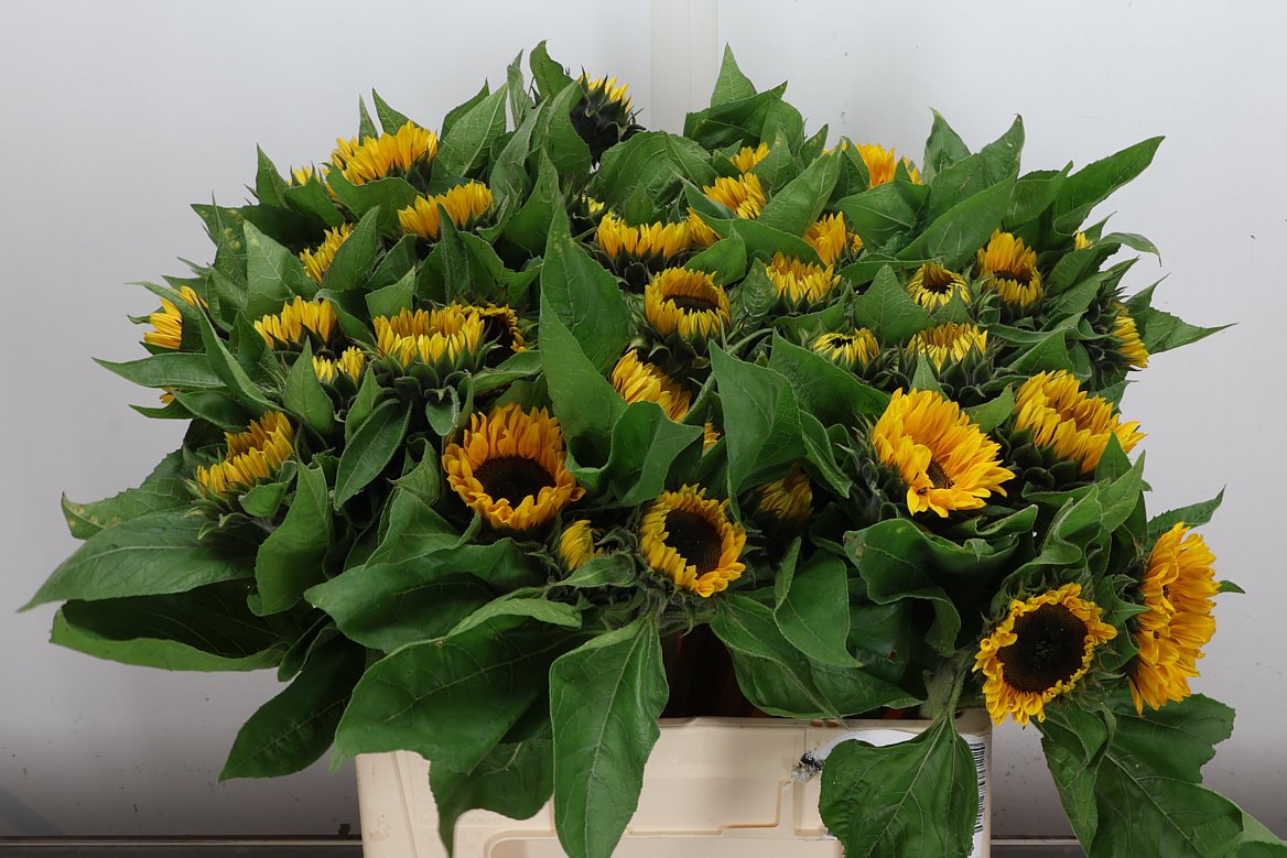 Helianthus Sunrich Provence 60cm