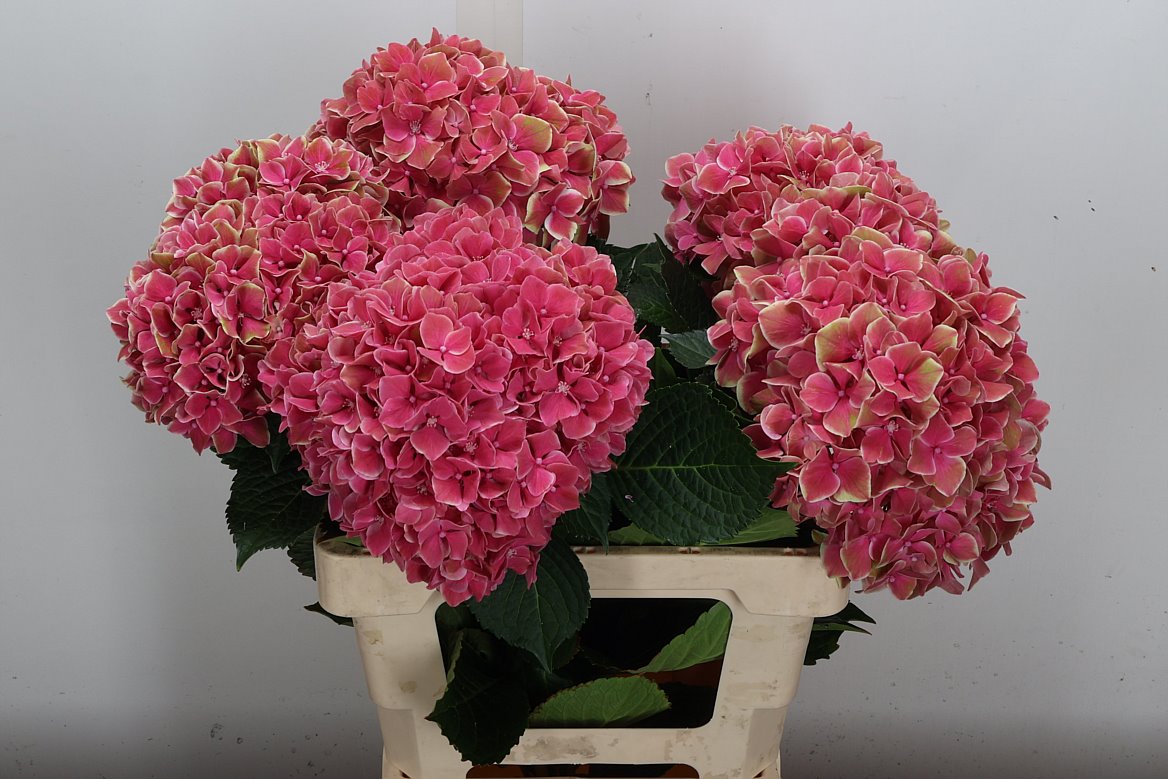Hydrangea Sweet Esperance 55cm 20-22cm Hd