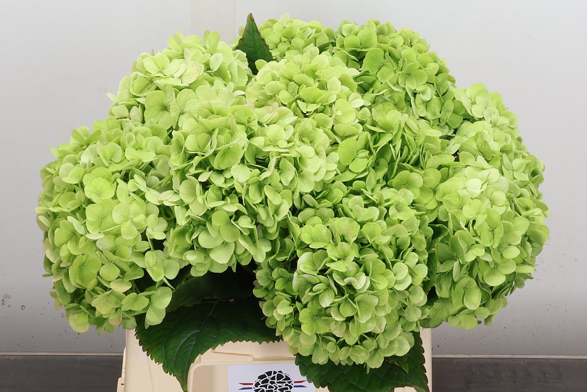Hydrangea Cannonball Classic 40cm 11-13cm Hd