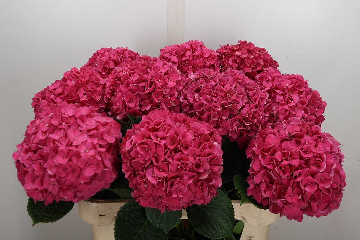 Hydrangea Glowing Alps 80cm 17-19cm Hd