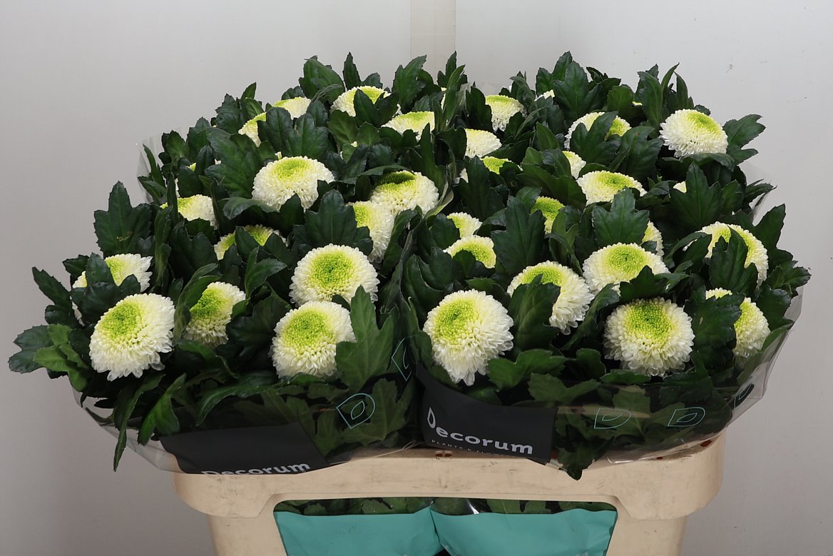 Chrysanth Single Boris Becker 70cm 85gr.
