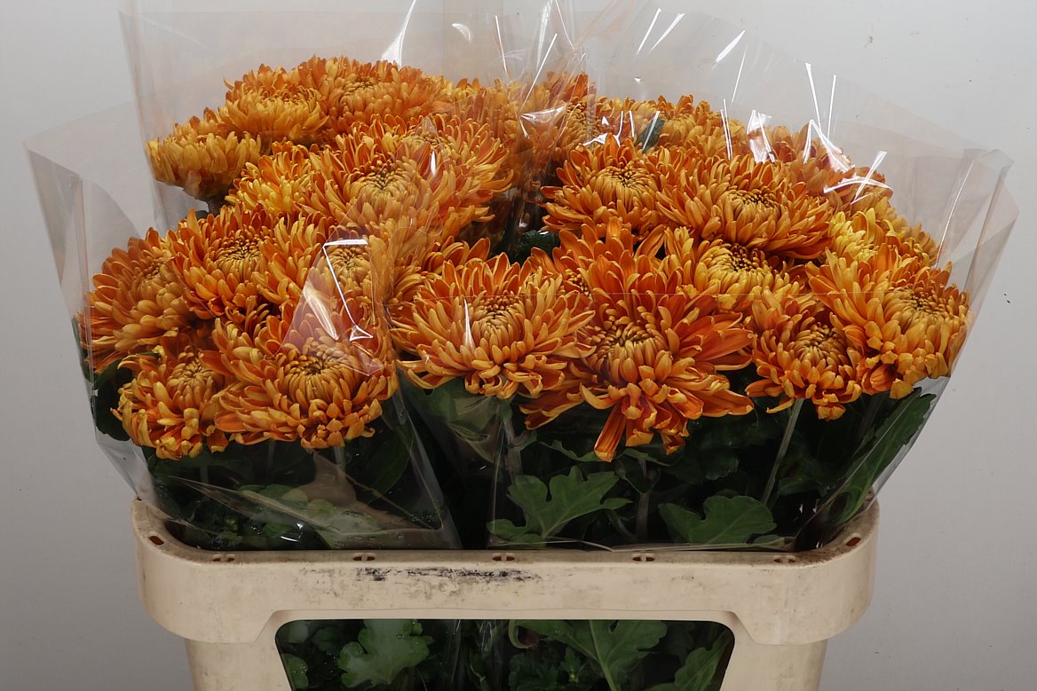 Chrysanth Single Astro 75cm 65gr.