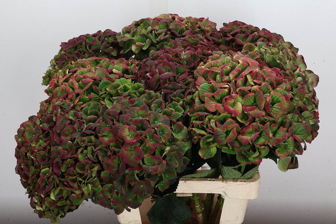 Hydrangea Charlotte Classic 65cm 16-18cm Hd