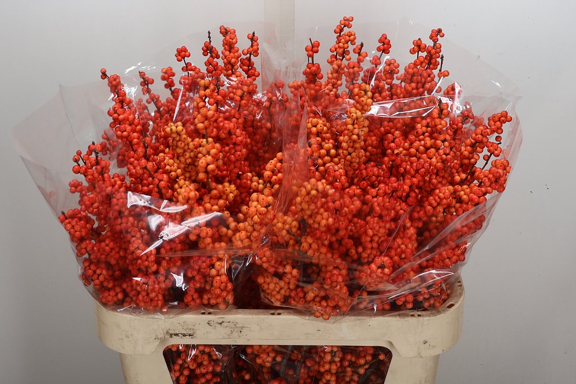 Ilex Verticillata Winter Gold 80cm