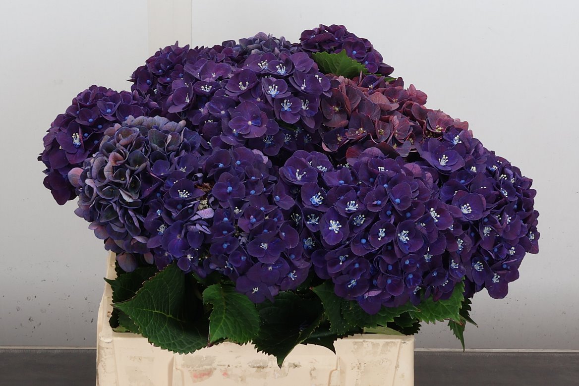 Hydrangea Mon Amour Purple 40cm 12-14cm Hd
