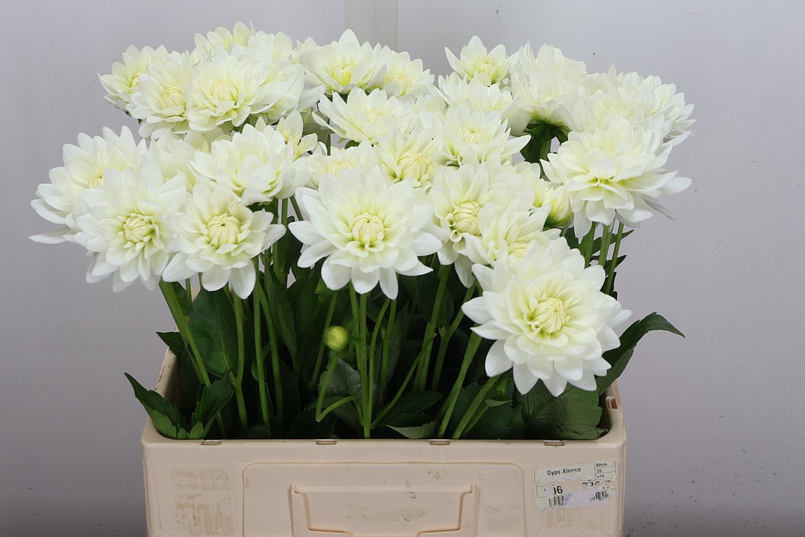 Dahlia Karma Maarten Zwaan 55cm