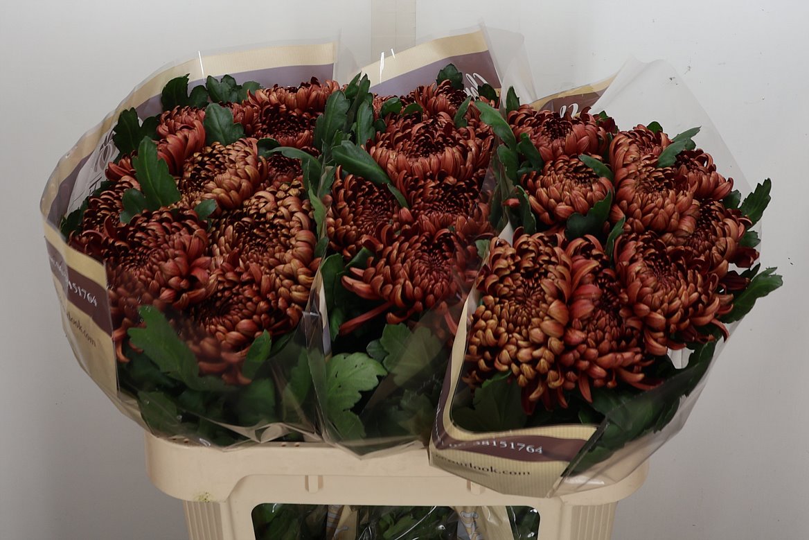 Chrysanth Single Ankara Red 75cm 140gr.