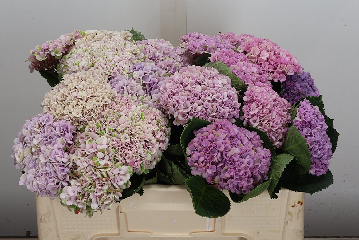 Hydrangea Revolution Pink 50cm 11-13cm Hd