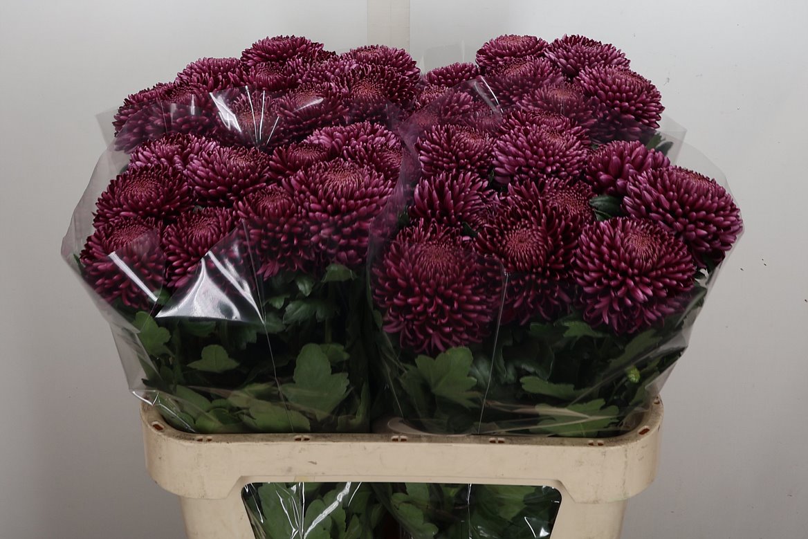 Chrysanth Single Bigoudi Purple 75cm 80gr.