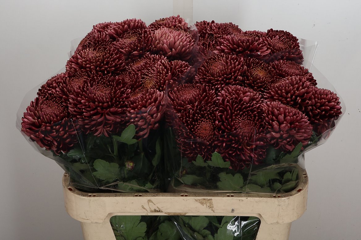 Chrysanth Single Bigoudi Red 75cm 85gr.