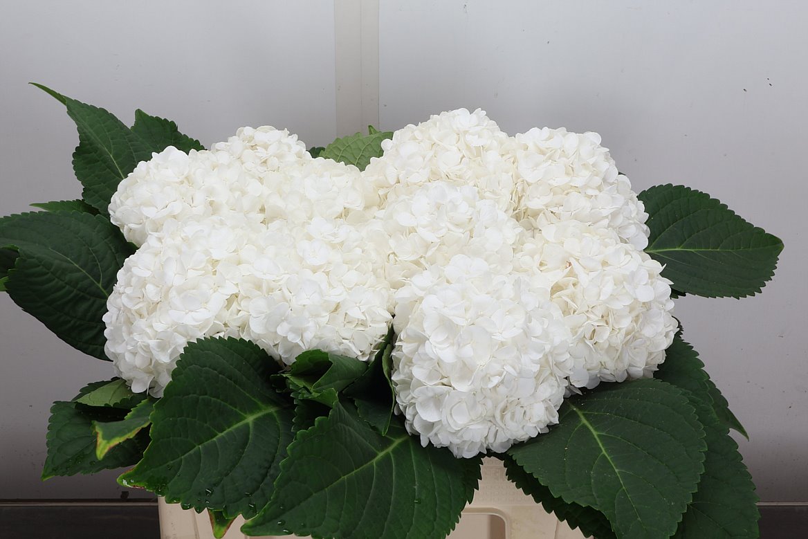 Hydrangea Cannonball 50cm 14-16cm Hd