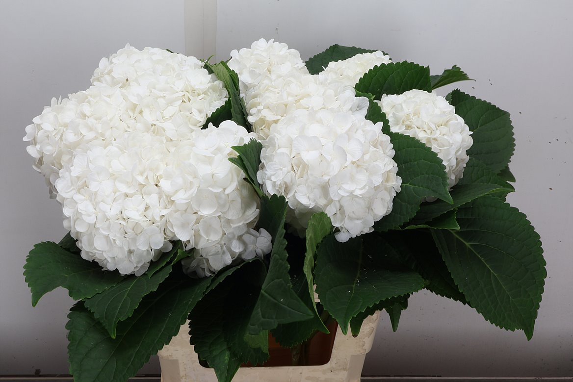 Hydrangea Cannonball 60cm 16-18cm Hd