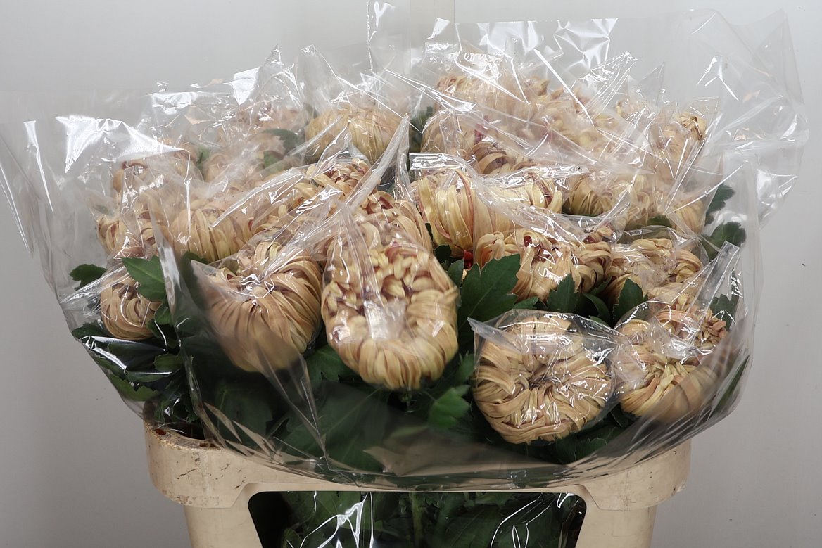 Chrysanth Single Vienna Copper 80cm 95gr.