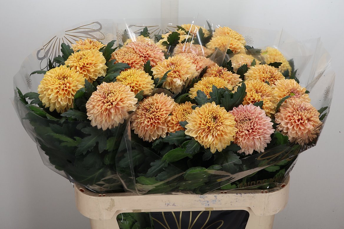 Chrysanth Single Marielle 80cm 135gr.