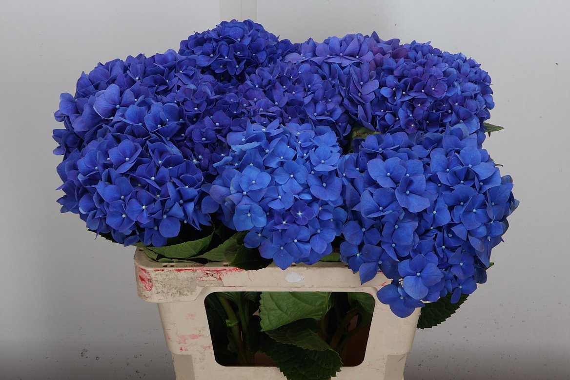 Hydrangea Pimpernel 60cm 13-15cm Hd