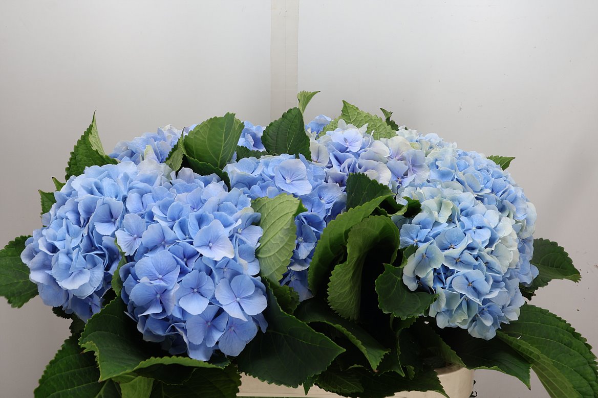 Hydrangea Verena Blue 80cm 20-22cm Hd