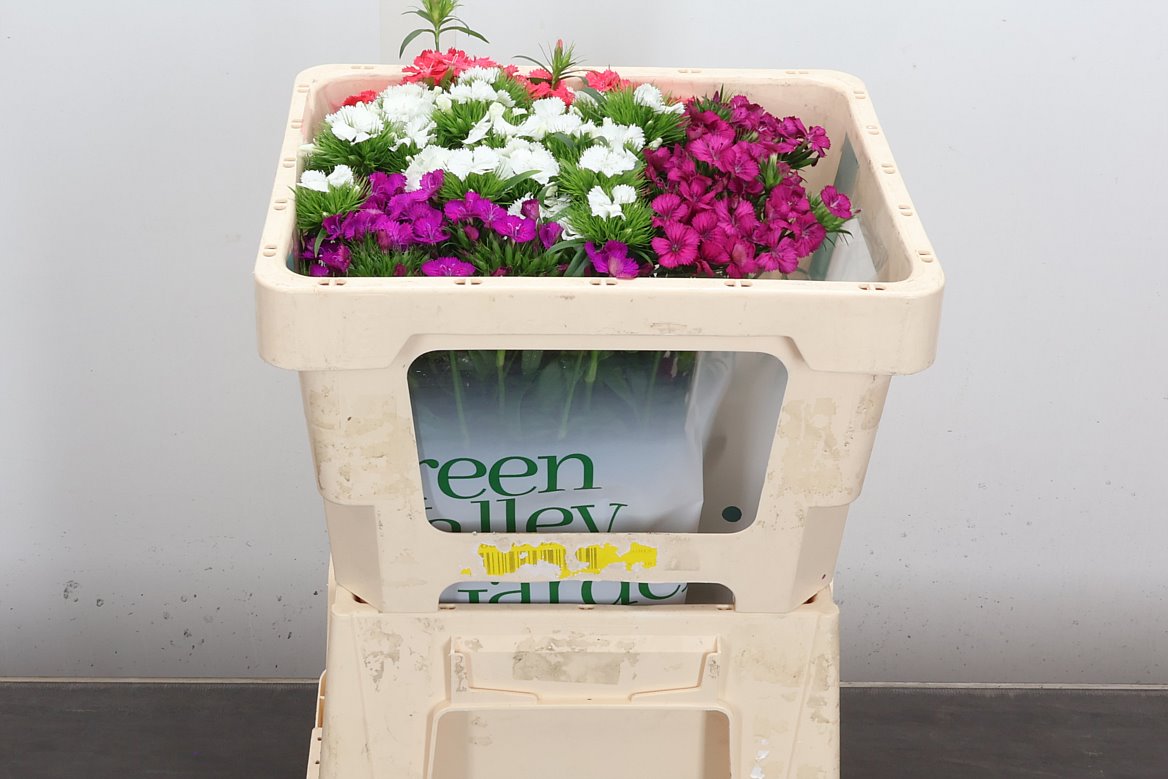 Dianthus Barb Sweet William Mix 45cm