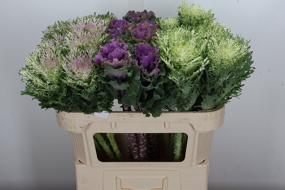 Brassica Mix 70cm